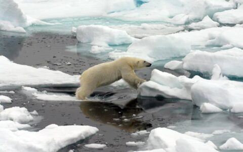polar bear jumping from one piece of sea ice to another, with dark arctic water below
