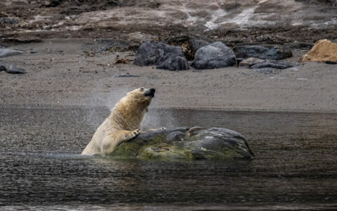 Polar bear pulls its head out of the water and shakes off water near a boulder by the shoreline in arctic Svalbard.