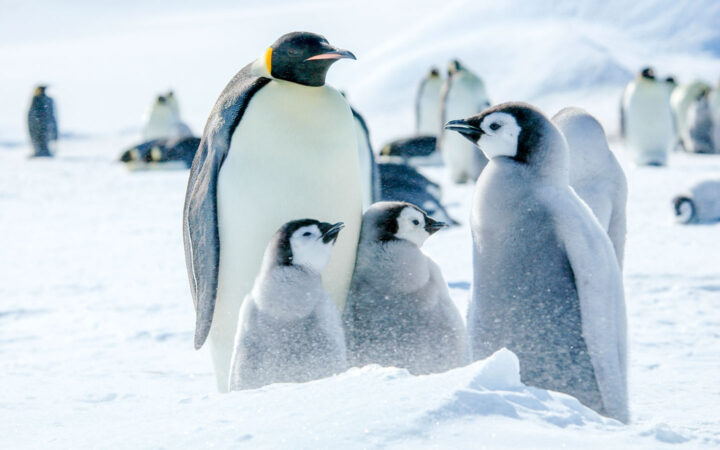 family of emperor penguins sits on snow in the sun, with fuzzy gray chicks by parent with gray back, white chest & black head.