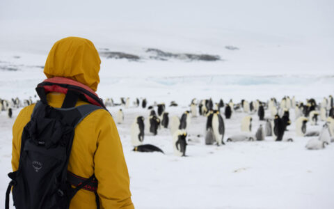Emperor penguin voyage guest in yellow jacket & black backpack stands by hundreds of black, white & gold penguins in Antarctica.