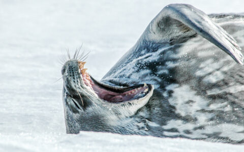 Weddell seal in mottled black & white spots lays on snow, raises flipper & yawns on a sunny day in Antarctica.