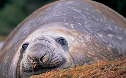 elephant seal relaxing on its stomach atop brown grass in patagonia