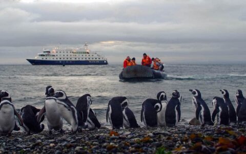people on a zodiac skiff travel from a patagonia small ship to shore, where a group of penguins is standing