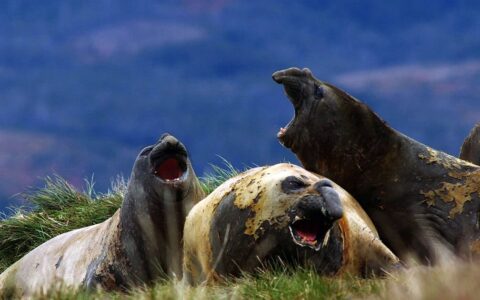 group of black and brown patagonia elephant seals fight with their mouths open with fangs showing
