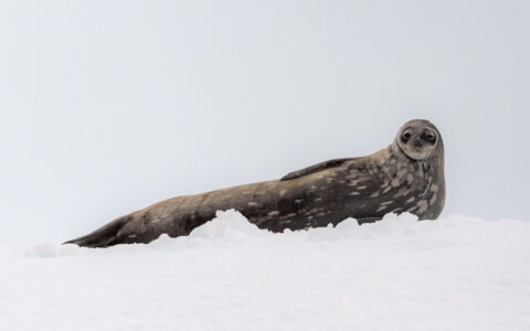 A small brown and white spotted seal laying on its side in fresh white snow with its head tilted up right looking forward