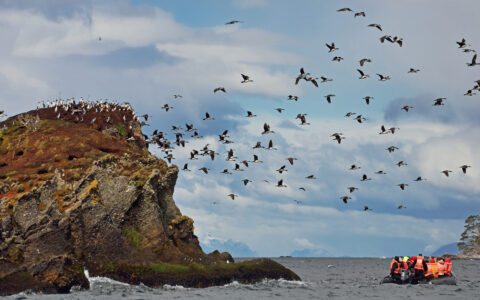 While on the Patagonia Explorer from Ushuaia to Punta Arenas you will have a chance to see many types of bird life on the shore