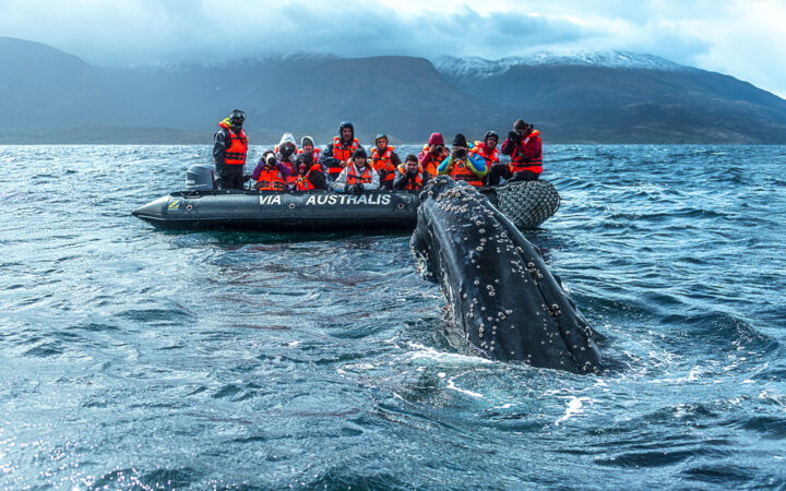 Whale's head pops above water as adventure travelers wearing life jackets take pictures from a skiff raft in Patagonia.