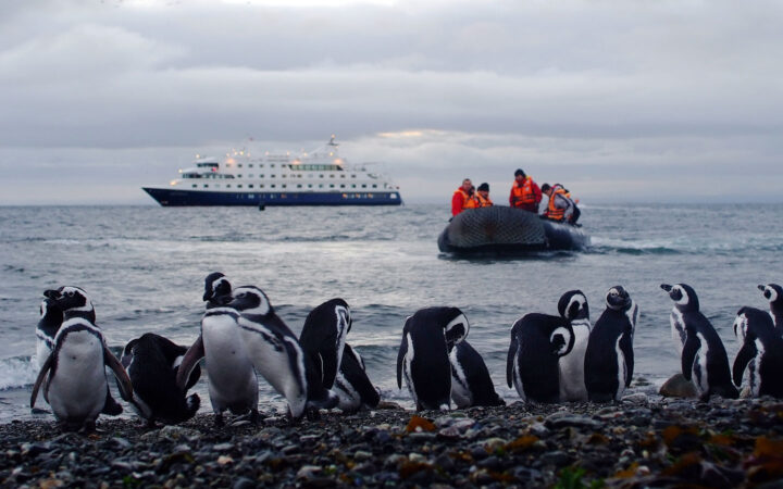 Black & white Magellanic penguins stand on shore as a Zodiac boat approaches with a small ship sitting out at sea in Patagonia.