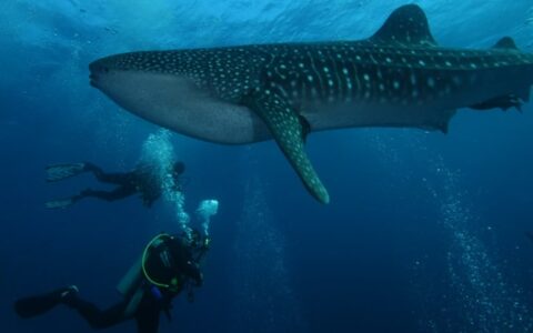 2 divers swim underneath a giant whale shark with leopard spots & a white belly on a dive departure of a Calipso Galapagos cruise.