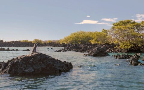 Small Galapagos penguin stands atop a small, above-water rocky outcrop beside green mangrove on a sunny day.