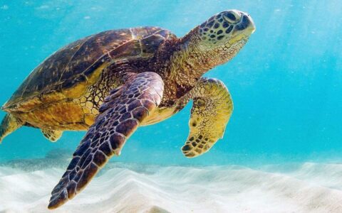 Sea turtle floats through sun-filled water, above white sand, seen during a departure of the Calipso Galapagos Cruise.