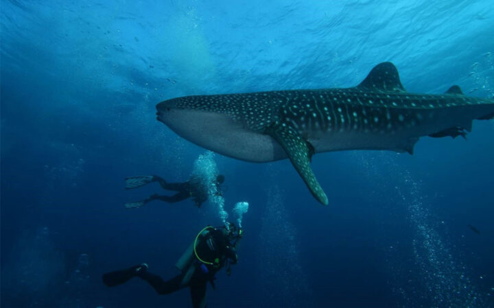 2 divers swim underneath a giant whale shark with leopard spots & a white belly on a dive departure of a Calipso Galapagos cruise.