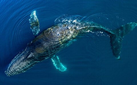 Aerial view of humpback whale with rough gray skin swimming just below the surface of calm blue sea in Antarctica.