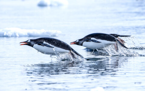 4 black & white gentoo penguins with orange beaks jump out of glassy water while swimming in Antarctica.