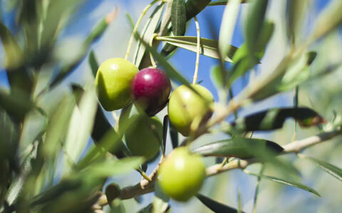 Olive tree branch with slender green leaves & large green & purple olives on long stems with blue sky behind.