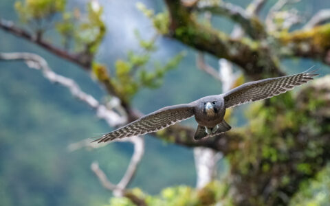 Falcon bird with white beak & brown & white wings flies among mossy tree limbs, seen on a Doubtful Sound overnight cruise.