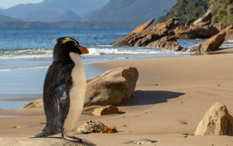Fiordland crested penguin with white belly, black back, orange beak & yellow eyebrows stands on sandy beach in Fiordlands.