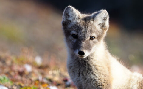 Young arctic fox in mottled brown & white bushy fur sits among multicolored tundra during the Expedition Svalbard cruise.