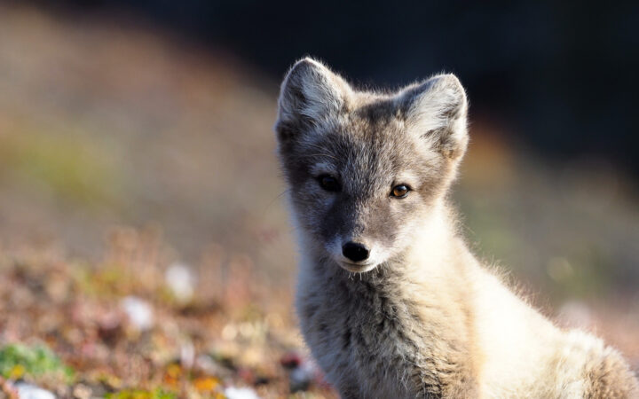 Young arctic fox in mottled brown & white bushy fur sits among multicolored tundra during the Expedition Svalbard cruise.