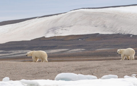 2 polar bears amble over silty brown tundra with large swaths of snow in front & behind during the Expedition Svalbard cruise.