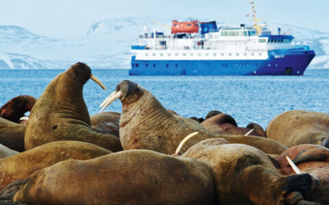 Large group of brown walrus with big tusks lays together on shore as a small blue & white expedition ship sits in the distance.