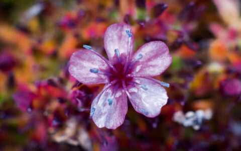 A purple wildflower rises from the autumnal tundra, seen on an Expedition Svalbard cruise along the shores of Spitsbergen.