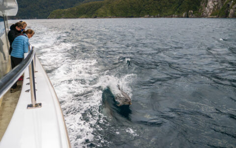 Fiordland cruise overnight guests stand on deck & watch a bottlenose dolphin swim beside their white ship in New Zealand.