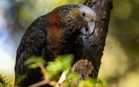 Kaka bird with parrot-like head & feathers in white, gray & rust sits on a tree branch in dappled sunlight in New Zealand.