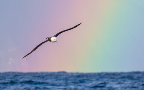 Albatross with white head & long brown wings flies above choppy blue sea with a rainbow behind in Fiordlands NP, New Zealand.