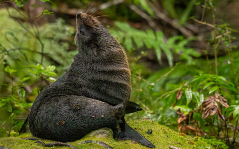 Brown fur seal raises nose to the air, sitting on green moss surrounded by ferns & verdant forest in Fiordlands National Park.