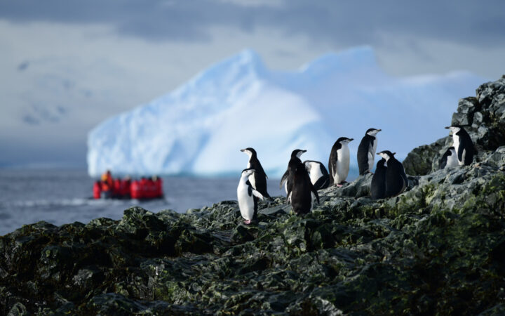 Penguins hangout on a black rock near icy waters and icebergs as a zodiac filled with adventurists explores near by