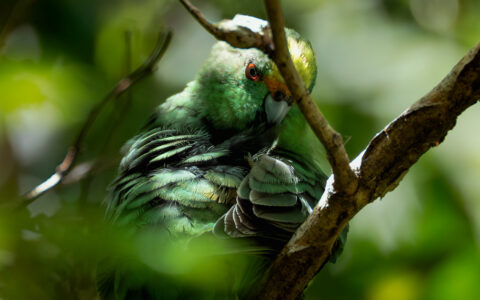 A green parakeet with yellow forehead sits in a tree & preens, seen on a Marlborough Sounds cruise in New Zealand.