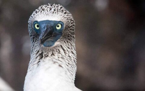 A close up head shot of a bird with white and grey feathers and sharp eyes at the galapagos islands