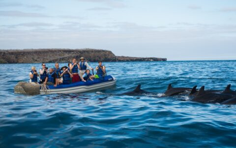 On a blue sky day a group of Galapagos cruise travelers ride an inflatable dingy all taking pictures of a pod of dolphins.