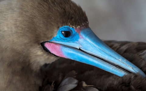 Red-footed booby bird with bright blue beak preens its ash-colored feathers, seen on an Origin, Theory & Evolve Galapagos cruise.