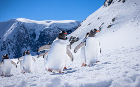 Gentoo penguins with orange beaks, black heads & white bellies walk over snow with mountains behind on a sunny day in Antarctica.