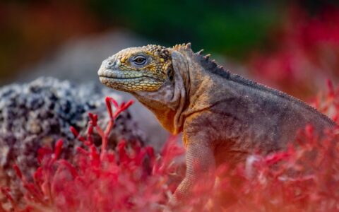 Yellow & gray scaly land iguana sits among bright red sesuvium plants during a Santa Cruz II Galapagos small ship cruise.