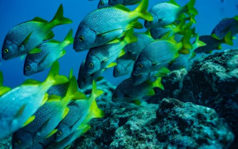 Blue, yellow & turquoise fish seen snorkelling at the coast of San Cristobal island, Galapagos, on a Santa Cruz II cruise.