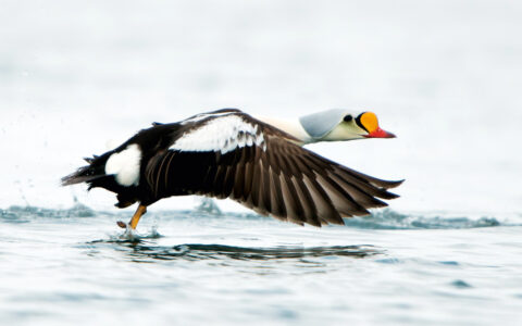 Eider duck with yellow beak & white head takes off from the water via brown-feathered wings on the Springtime in Svalbard cruise.