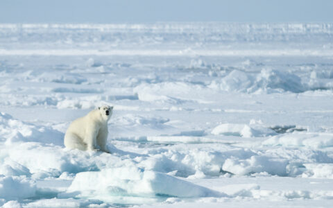 Lone polar bear sits among chunky ice & snow on a sunny day, seen on the Springtime in Svalbard expedition cruise.