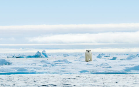 Lone polar bear walks over chunky ice near shoreline on a sunny day during the Svalbard Adventure Cruise in the Arctic,