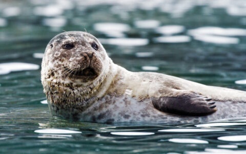 Spotted brown & white seal raises its head & a paw while swimming in arctic waters during the Svalbard Adventure Cruise.