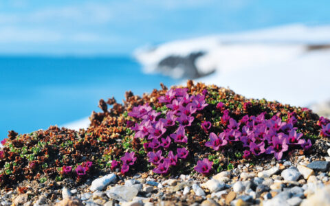 Purple arctic tundra wildflowers sit on a cliff edge with blue sea below & white snow beyond, seen on the Svalbard Adventure.