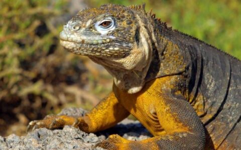 An iguana with orange and brown skin climbs up a rock in the sun at the Galapagos islands