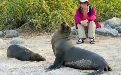 a woman sits on a rock to watch sea lions on the sand at the Galapagos islands, part of an excursion from the sea star journey luxury cruise ship
