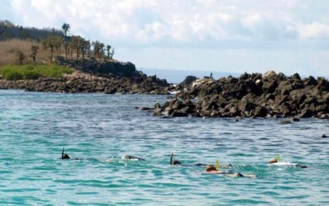 guests from the sea star journey luxury cruise ship go on a snorkeling excursion in a bay near the Galapagos islands
