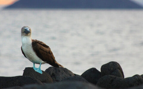 A blue footed boobie bird stands facing just right of the camera atop black lava rocks
