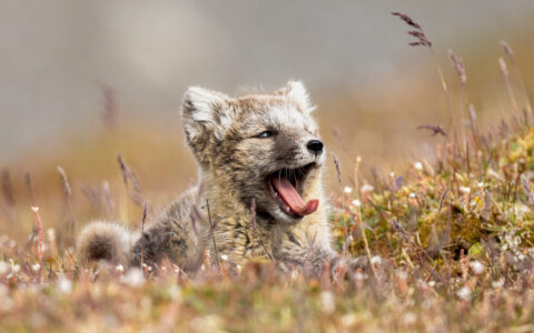 Close-up shot of an arctic fox in its brown summer fur coat laying in a field, yawning. Taken during the Arctic Wildlife Safari