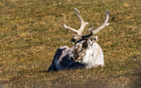 A Svalbard reindeer with both dark and light fur relaxing in a field during during the Arctic Wildlife Safari small ship cruise