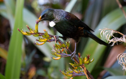 Medium-sized black bird with yellow beak sits on a branch & eats a leaf, seen on an Auckland to Queenstown cruise in New Zealand.